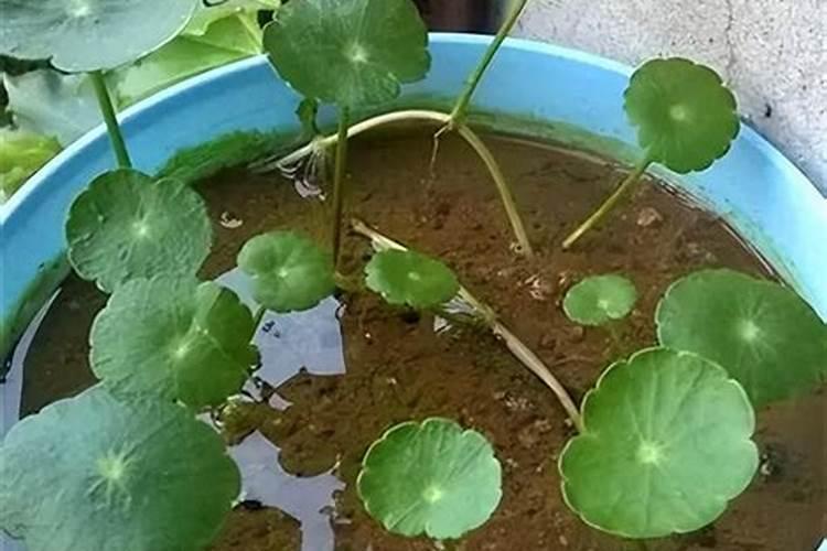 让叶子油绿的4个偏方