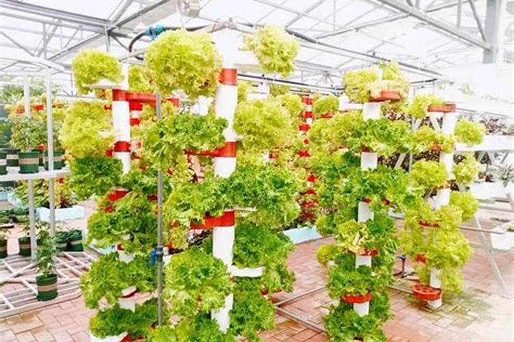 谷壳作为无土栽培的基质,如何消毒？