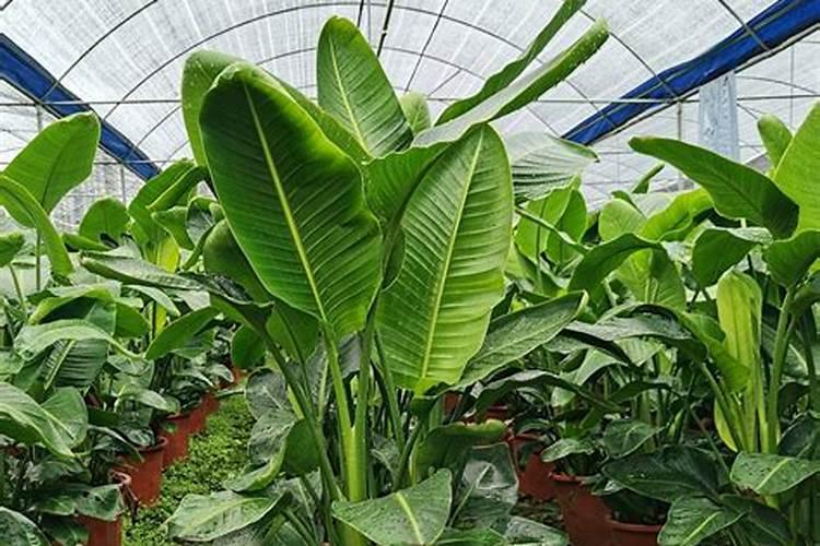 果树什么时期喷施叶面肥,上色增甜膨大用什么肥料好,叶面肥促花保果怎 ...