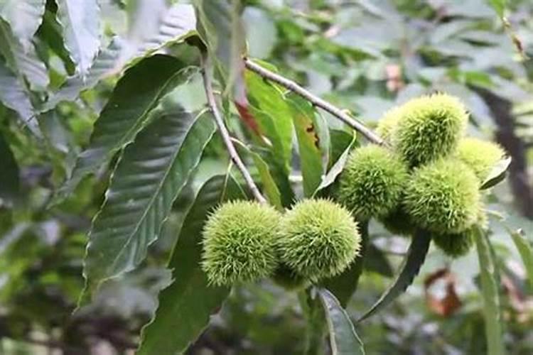 氯对锥栗树有害吗？