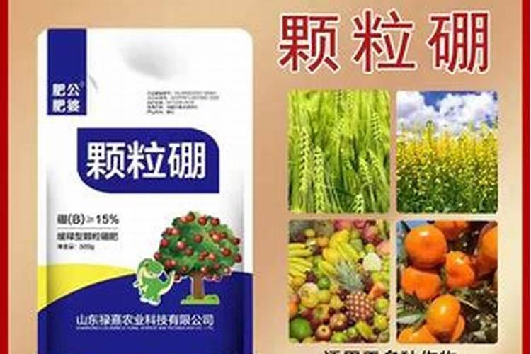 夏威夷竹叶子尖枯萎是怎么回事？