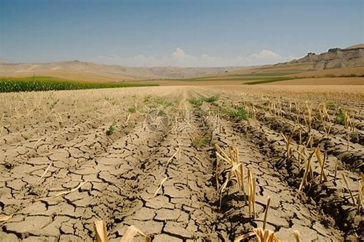河南玉米种植遇到干旱该怎么应对？