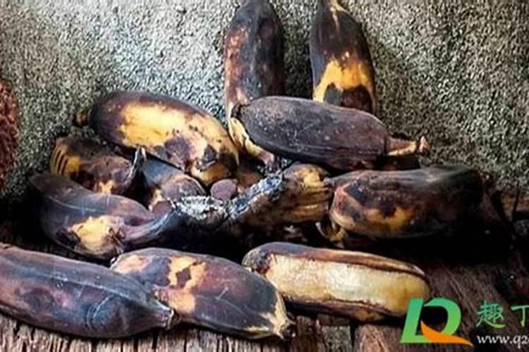 烂香蕉肉怎么制作花肥 香蕉肉烂了可以做肥料吗