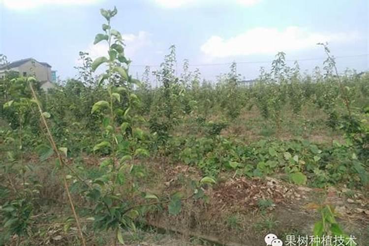 嘉宝果树施什么肥最好,适合用什么肥料
