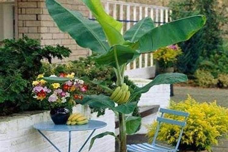 坏了的香蕉可以做花肥吗烂香蕉做花肥花会不会死