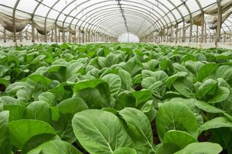 中国最好的硅肥生产企业有哪些？推荐几家,我想代理硅肥