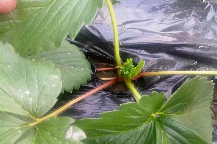 草莓施肥时间和方法