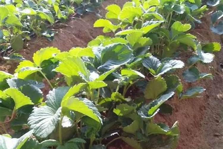 草莓要施什么肥啊