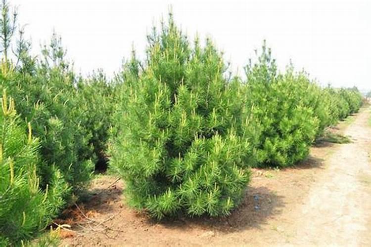 冬季白皮松上什么化肥好