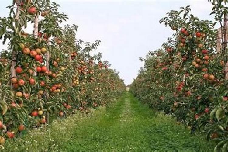 夏季刚移栽活的大杏树,刚发嫩芽,需要喷叶面肥吗？