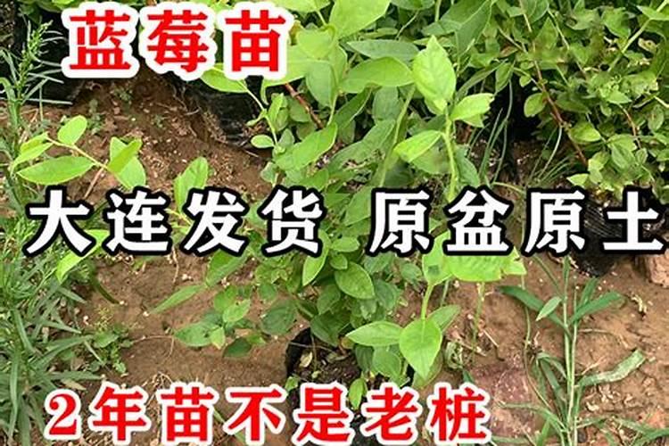 果树专用肥有什么推荐？