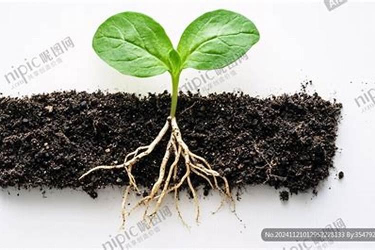 苦瓜结果了需要施什么肥