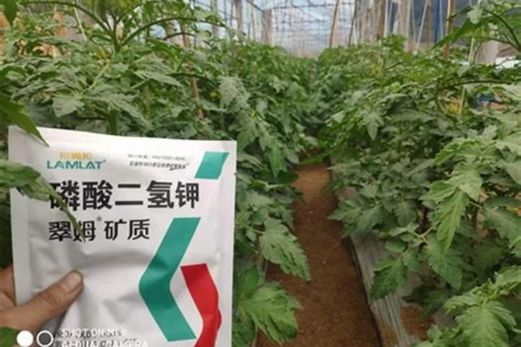 家庭怎样自制硼肥 制作方法有哪些