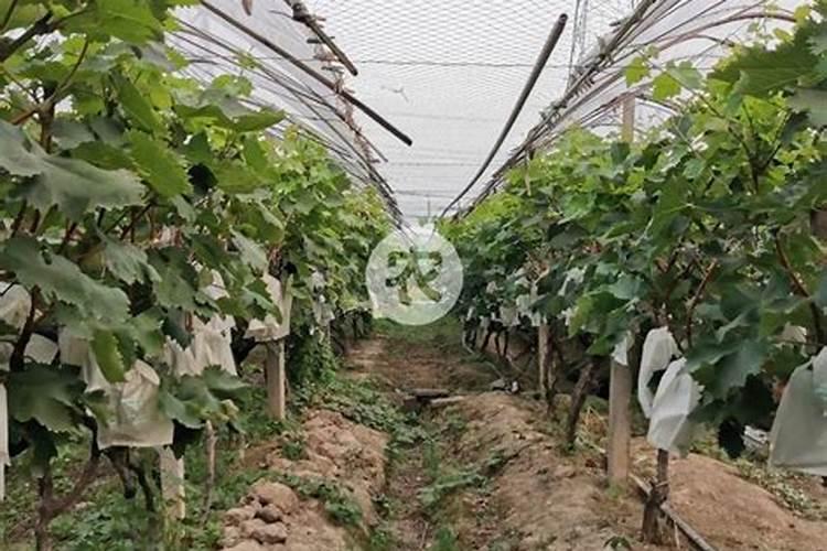 酿酒葡萄到底怎样用新帝密码微生物肥料效果好啊？