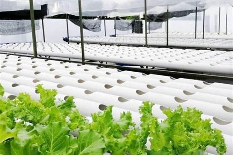 瓜果蔬菜用什么肥料好