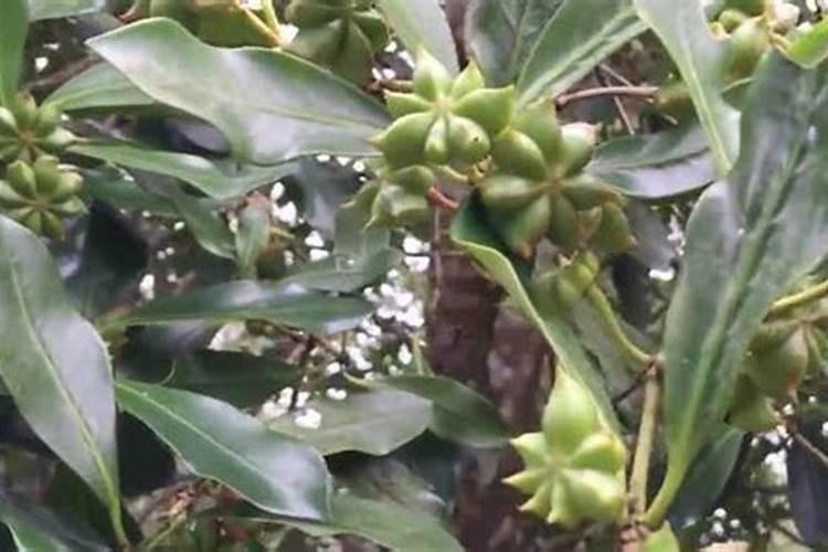 中国十大名牌菌剂