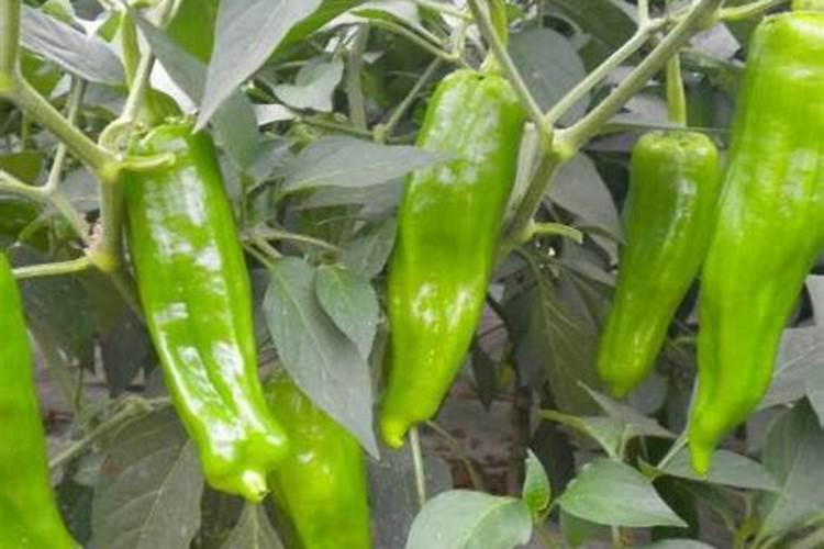 香芋用多多效唑,苗都太矮怎么办？