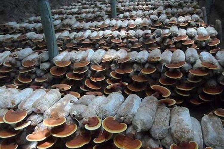 长江中下游适合种植香芋吗