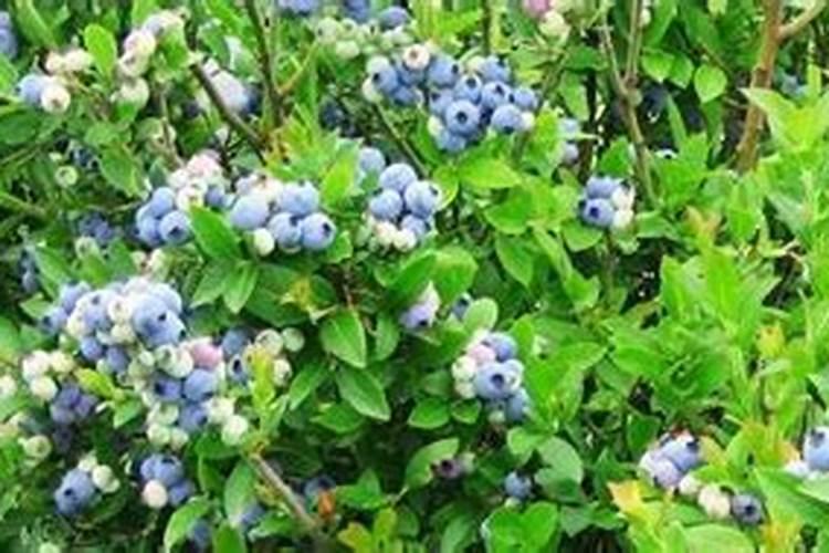 蓝莓施什么肥最好