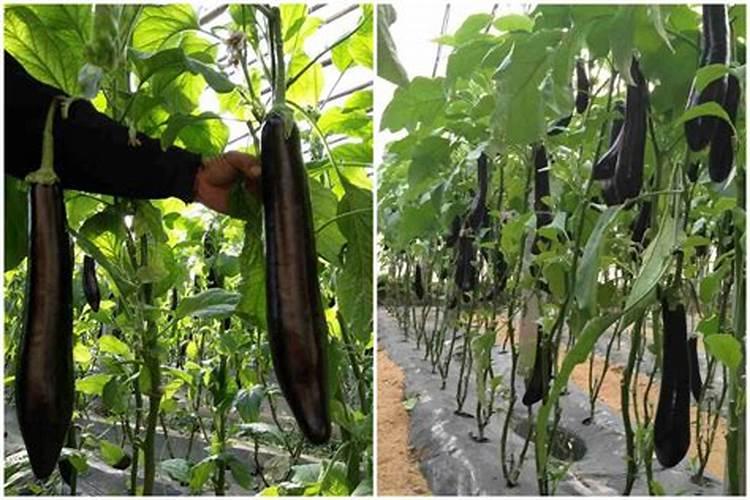 侧花荚蒾药用知识