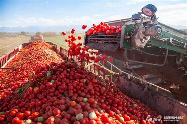 硼肥是什么肥料怎样使用