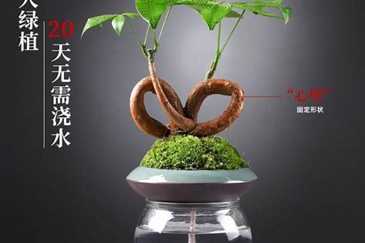 水稻用什么复合肥好