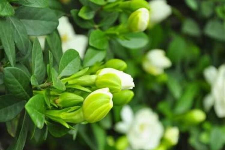 水芹菜的养殖方法和注意事项(水草水芹和水罗兰哪个好养)