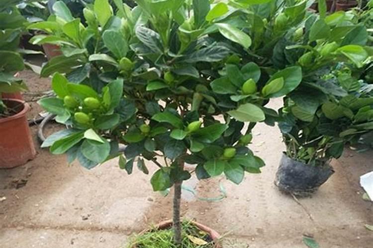 冬天栀子花的养殖方法和注意事项