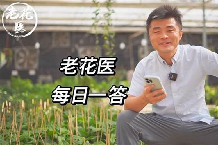 磷酸二氢钾和硼钼叶面肥能用来喷茉莉花吗？