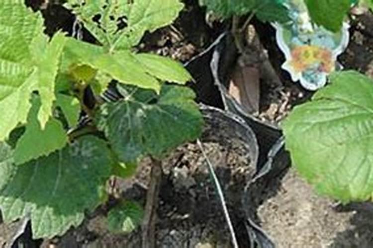 一片棕榈叶怎么做扇子