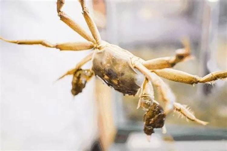 多肉可以施复合肥吗