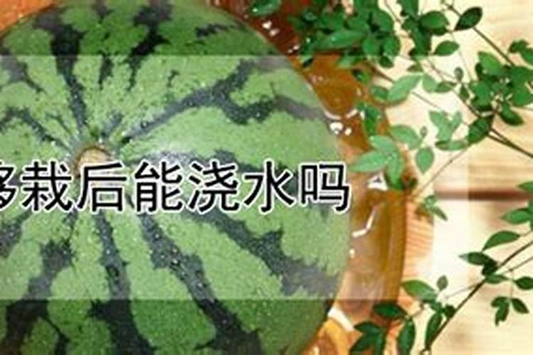 西瓜30多天能施肥吗？