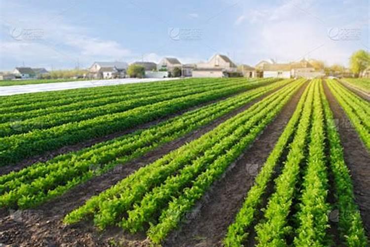 铃铃宝的用途及用量水溶肥