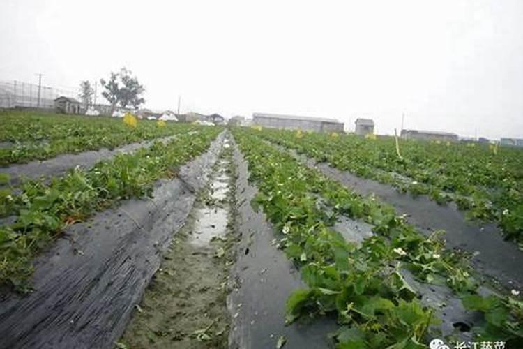 浇西红柿灌什么肥料？