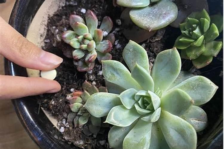 环保一点的肥料大家帮忙推荐一下,最好是钾肥有么？