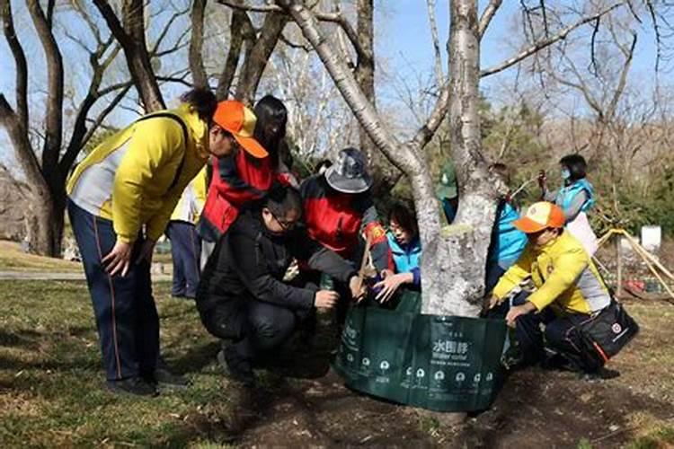 樱花树在冬季落叶后是否可以施肥