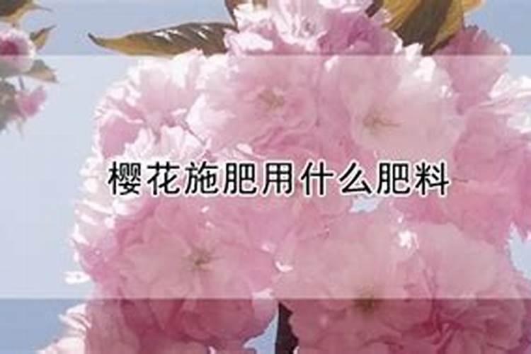 怎样给樱花树施肥