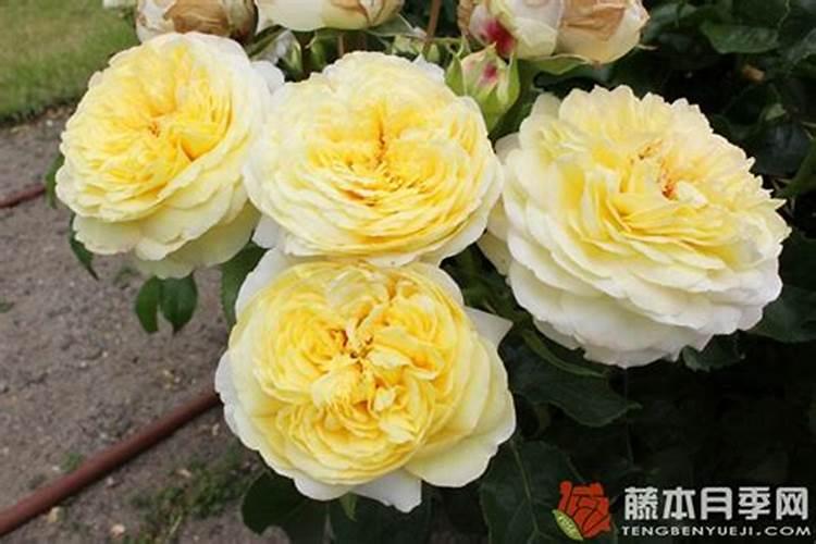 琴叶榕怎么施肥