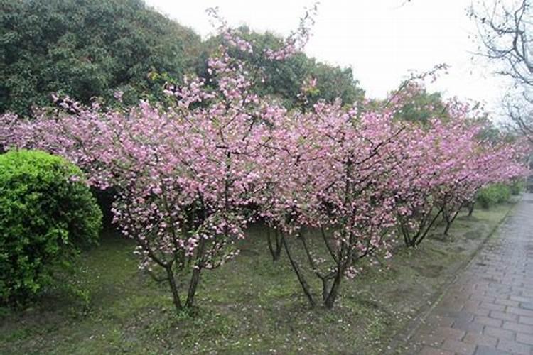 盆栽日本樱花怎么养