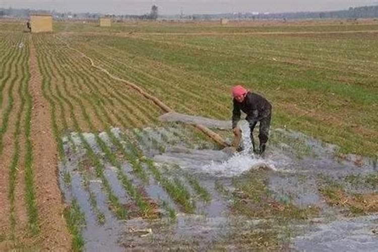 小麦年前旺长怎么控旺