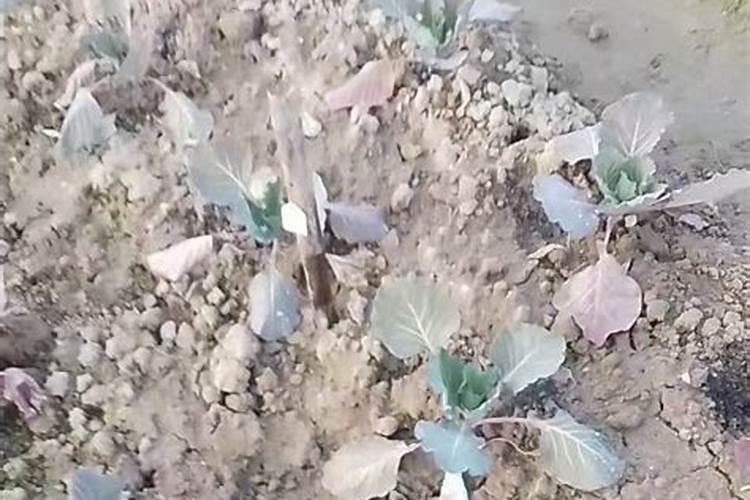 红心猕猴桃的叶子起红点