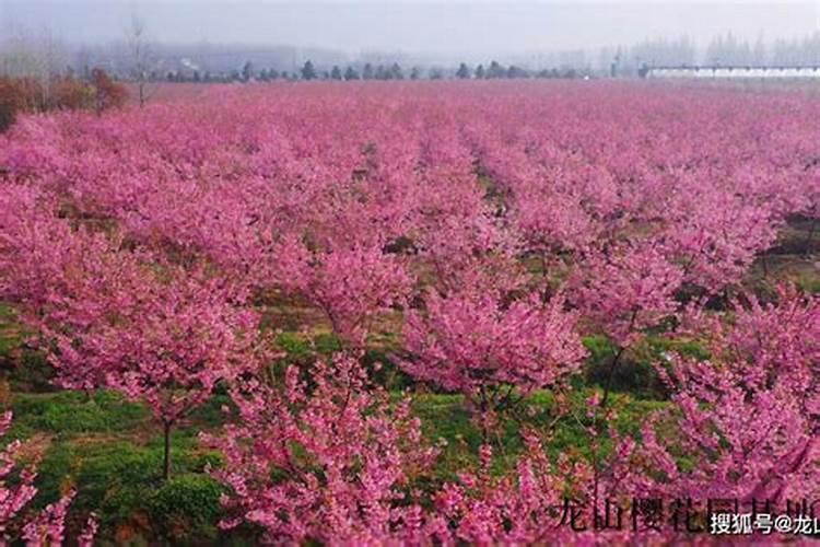 樱花树爆皮后,第二年还要施肥吗？