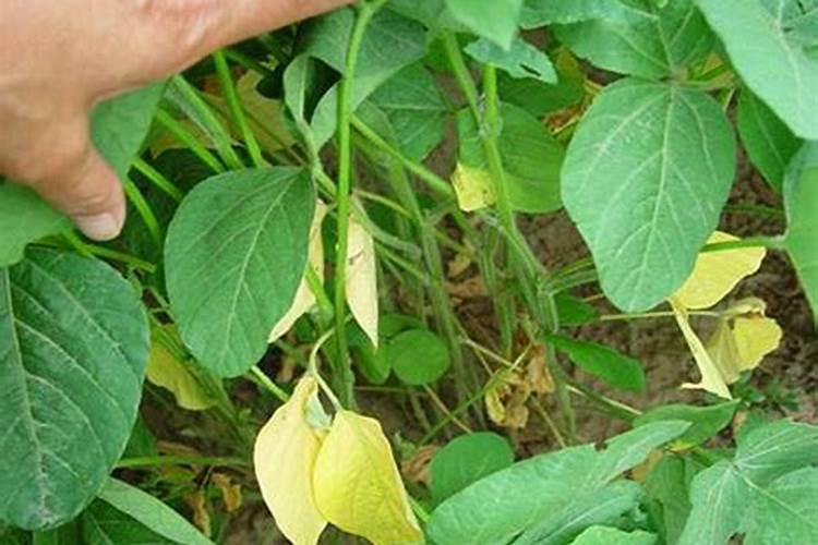 四季豆的施肥规律是怎样的？用什么肥料给四季豆施肥好？