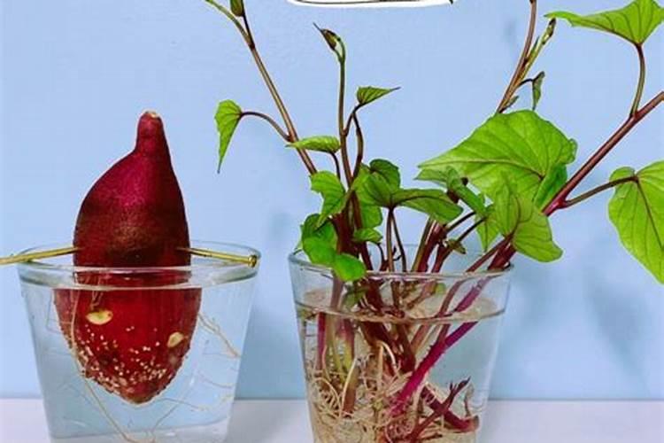 茄子亩产量一般多少斤 种植茄子一亩利润多少