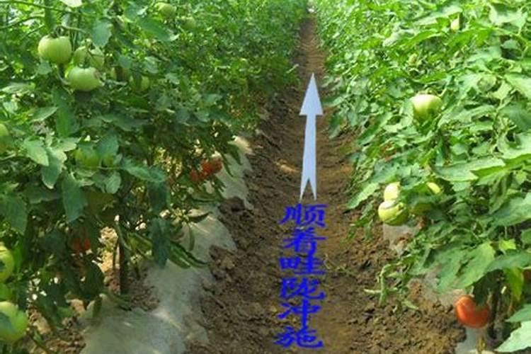 化肥哪里可以批发