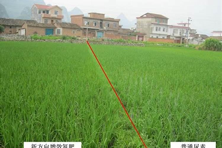 打了草甘膦玉米会死吗？