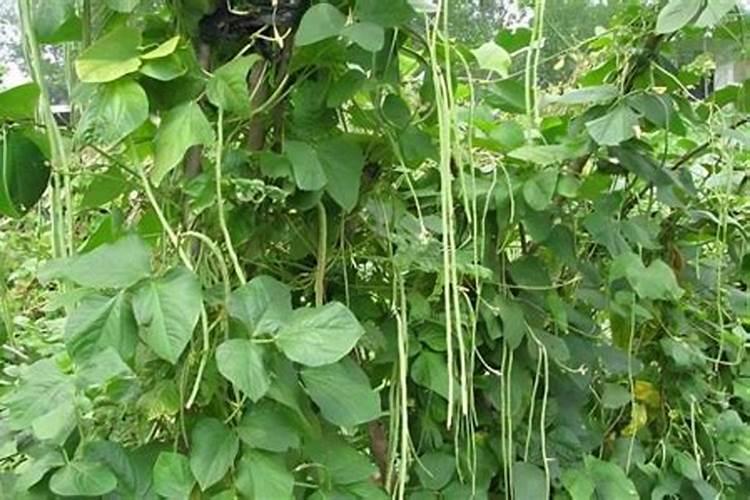 种豆角用什么肥料最好 种豆角用磷酸二氢钾肥可以吗