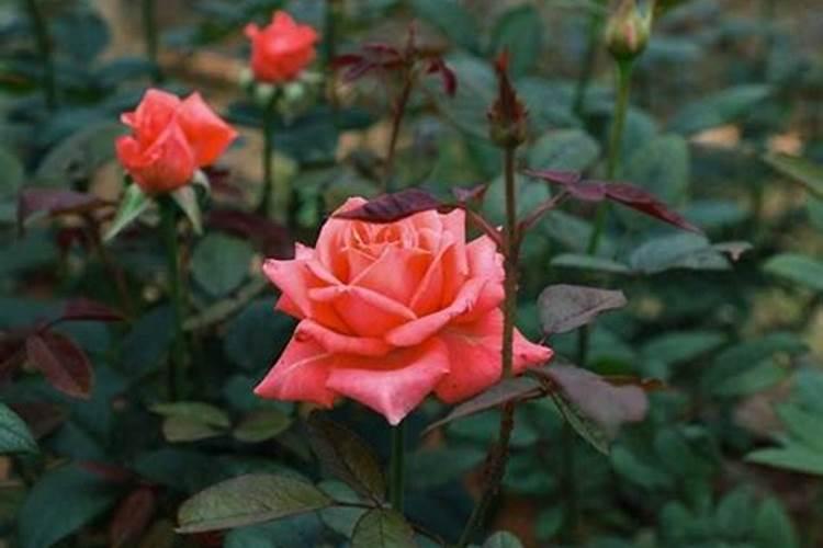 玫瑰花需什么肥料