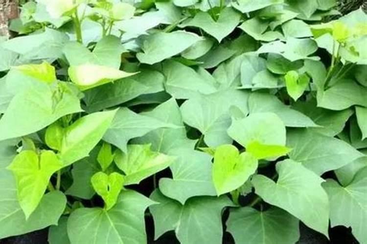 如何给菜施肥