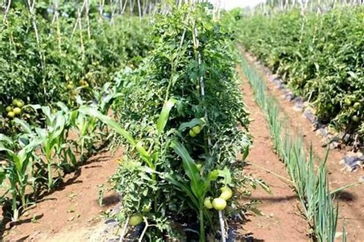 红糖当冲施肥怎么用